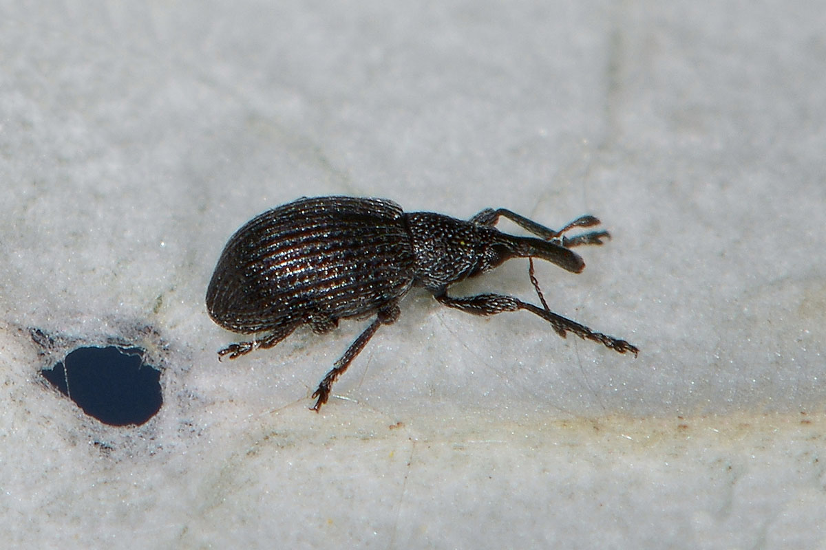 Apionidae:  Melanapion sp?  Sì, Melanapion minimum, femmina
